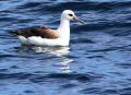 Laysan Albatross